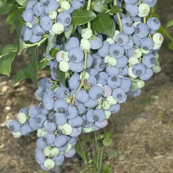 Bluecrop