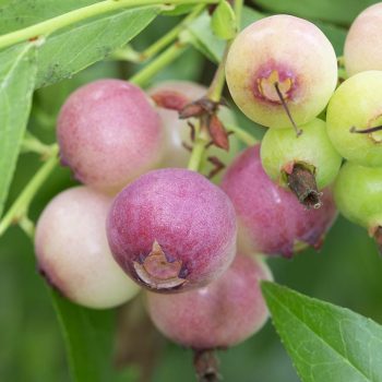 Pink Blueberry